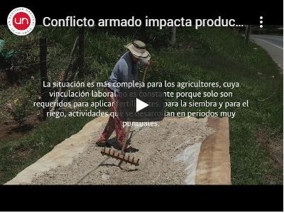 Conflicto armado impacta producción de almidón de yuca en el Cauca