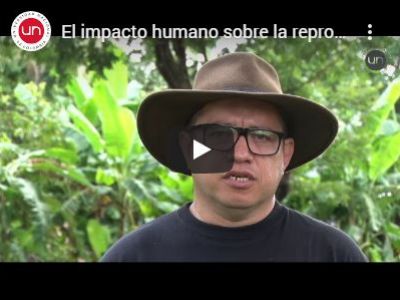 El impacto humano sobre la reproducción de bocachico en el Cesar