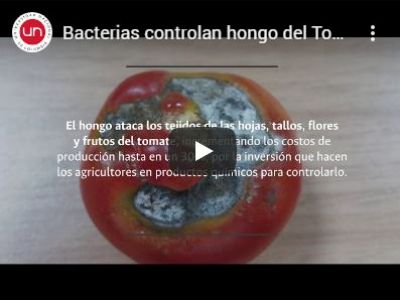 Bacterias controlan hongo del Tomate