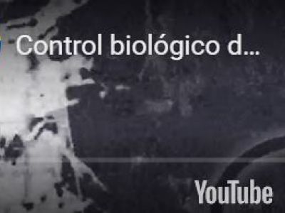 Control biológico del picudo con microorganismos del suelo | #Abstract #somosunal