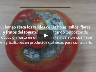 Bacterias controlan hongo del Tomate